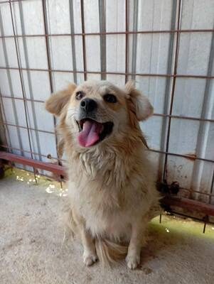 🌸 Lotte – ein kleiner Sonnenschein sucht ihr Zuhause fürs Leben 🌸