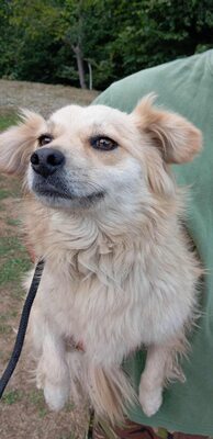 🌸 Lotte – ein kleiner Sonnenschein sucht ihr Zuhause fürs Leben 🌸, Mischling - Hündin