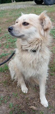 🌸 Lotte – ein kleiner Sonnenschein sucht ihr Zuhause fürs Leben 🌸, Mischling - Hündin