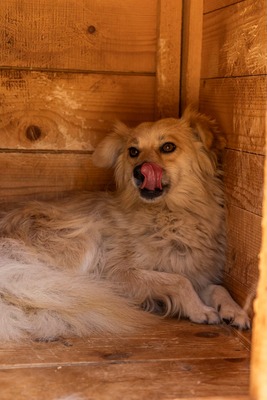 🌸 Lotte – ein kleiner Sonnenschein sucht ihr Zuhause fürs Leben 🌸, Mischling - Hündin