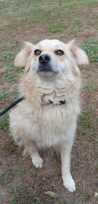 🌸 Lotte – ein kleiner Sonnenschein sucht ihr Zuhause fürs Leben 🌸, Mischling - Hündin