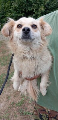 🌸 Lotte – ein kleiner Sonnenschein sucht ihr Zuhause fürs Leben 🌸, Mischling - Hündin