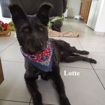 Lotte, geb. 2020, Hütehund-Mischling sucht erfahrene und liebevolle Menschen, Hütehund-Mischling - Hündin 1