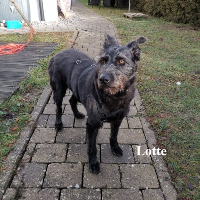 Lotte, geb. 2020, Hütehund-Mischling sucht erfahrene und liebevolle Menschen, Hütehund-Mischling - Hündin