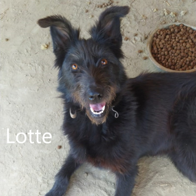 Lotte, geb. 2020, Hütehund-Mischling sucht erfahrene und liebevolle Menschen, Hütehund-Mischling - Hündin