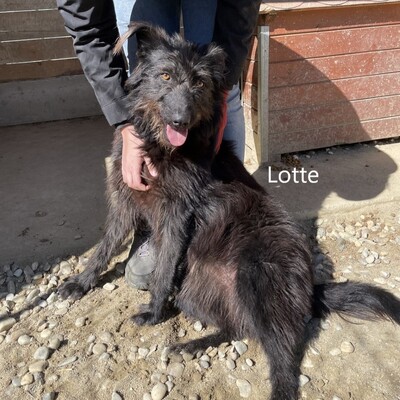 Lotte, geb. 2020, Hütehund-Mischling sucht erfahrene und liebevolle Menschen, Hütehund-Mischling - Hündin