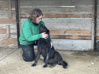 Lotte, geb. 2020, sucht erfahrene und liebevolle Menschen, Hütehund-Mischling - Hündin