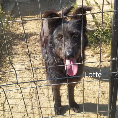 Lotte, geb. 2020, sucht erfahrene und liebevolle Menschen, Hütehund-Mischling - Hündin