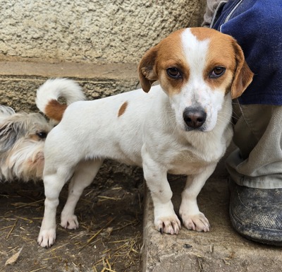 Lotti, Mix - Hündin