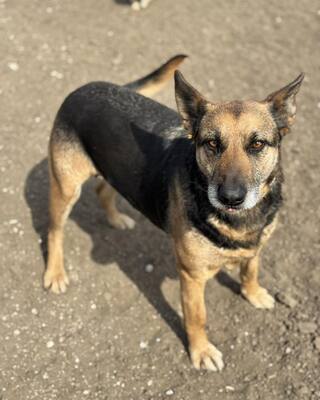 ❤️❤️❤️Lotti sucht eine Familie und gerne auch eine Aufgabe❤️❤️❤️, Schäfer-Mischling - Hündin