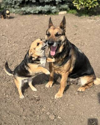 ❤️❤️❤️Lotti sucht eine Familie und gerne auch eine Aufgabe❤️❤️❤️, Schäfer-Mischling - Hündin