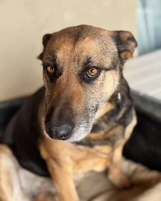 ❤️❤️❤️Lotti sucht eine Familie und gerne auch eine Aufgabe❤️❤️❤️, Schäferhund-Mischling - Hündin