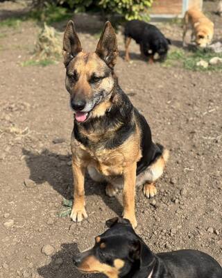 ❤️❤️❤️Lotti sucht eine Familie und gerne auch eine Aufgabe❤️❤️❤️, Schäferhund-Mischling - Hündin