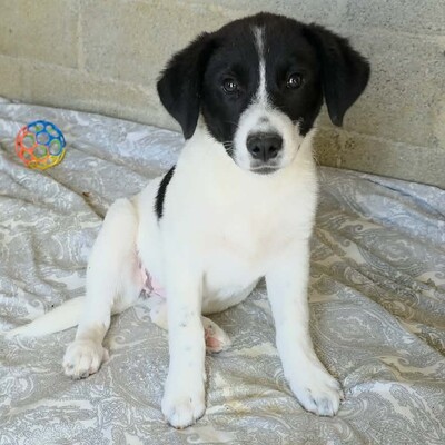 Lou - freundlich, sensibl, neugierig 🍀, Mischling Welpen - Hündin
