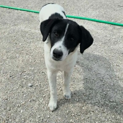 Lou - freundlich, sensibl, neugierig 🍀, Mischling Welpen - Hündin