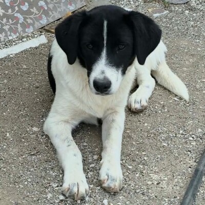 Lou - freundlich, sensibl, neugierig 🍀, Mischling Welpen - Hündin