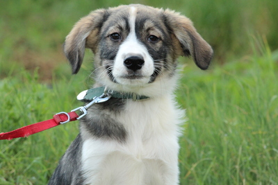 Louie, Mischling Welpen - Rüde