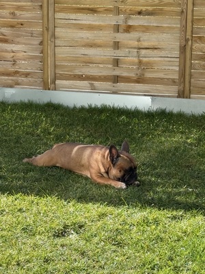 Louis, Französische Bulldogge - Rüde