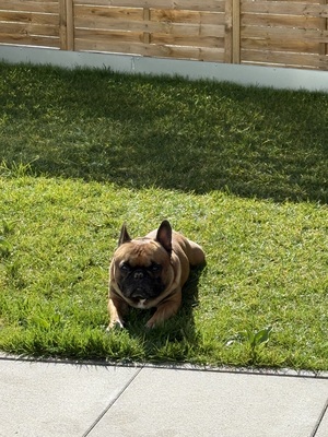 Louis, Französische Bulldogge - Rüde