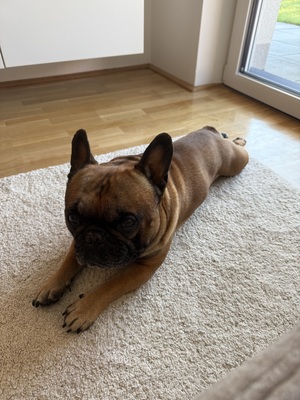 Louis, Französische Bulldogge - Rüde