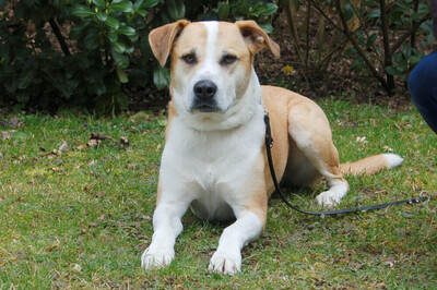 Lounis, Mischling - Rüde