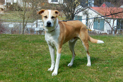 Lounis, Mischling - Rüde