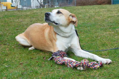 Lounis, Mischling - Rüde