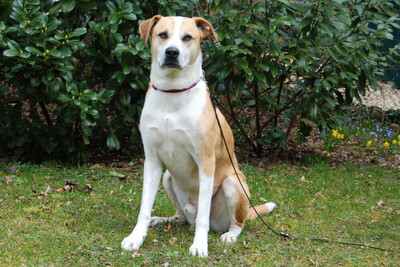 Lounis, Mischling - Rüde