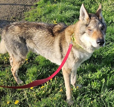 Loup Tschechischer Wolfshund Rüde sucht dringend ein erfahrenes Zuhause, Tschechoslowakischer Wolfhund - Rüde