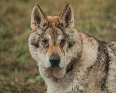 Loup Tschechischer Wolfshund Rüde sucht dringend ein erfahrenes Zuhause, Tschechoslowakischer Wolfhund - Rüde