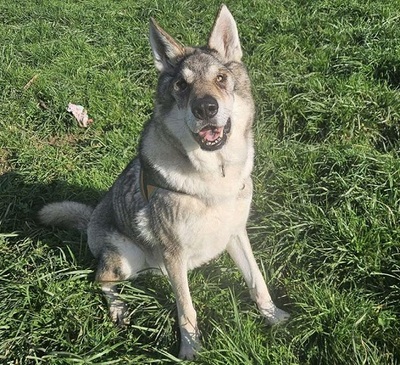 Loup Tschechischer Wolfshund Rüde sucht dringend ein erfahrenes Zuhause, Tschechoslowakischer Wolfhund - Rüde