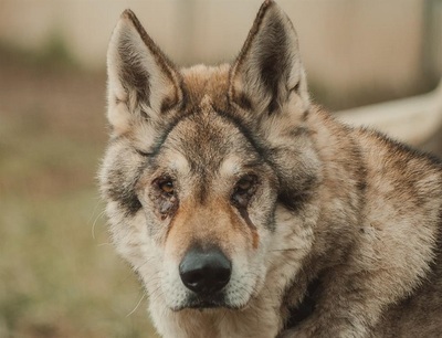 Loup Tschechischer Wolfshund Rüde sucht dringend ein erfahrenes Zuhause, Tschechoslowakischer Wolfhund - Rüde