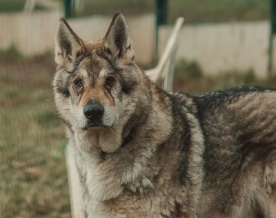 Loup Tschechischer Wolfshund Rüde sucht dringend ein erfahrenes Zuhause, Tschechoslowakischer Wolfhund - Rüde