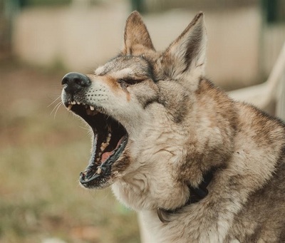 Loup Tschechischer Wolfshund Rüde sucht dringend ein erfahrenes Zuhause, Tschechoslowakischer Wolfhund - Rüde