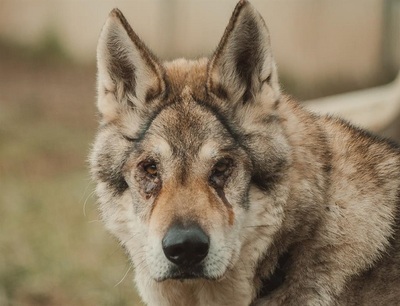 Loup Tschechischer Wolfshund Rüde sucht dringend ein erfahrenes Zuhause, Tschechoslowakischer Wolfhund - Rüde