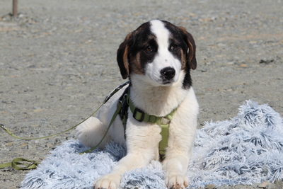 Lours, Mischling Welpen - Rüde