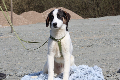 Lours, Mischling Welpen - Rüde