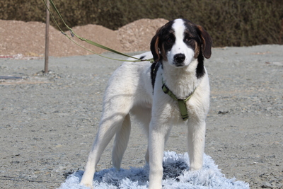 Lours, Mischling Welpen - Rüde