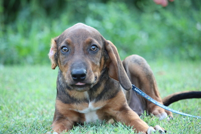 Luam, Mischling Welpen - Rüde