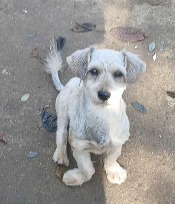 Luca, Bichon Frisé - Mix - Rüde