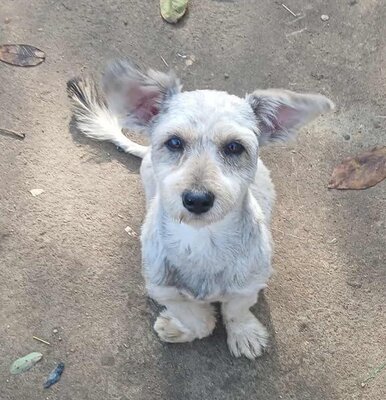 Luca