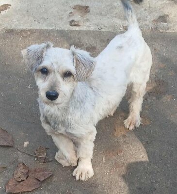 Luca, Bichon Frise - Mix - Rüde
