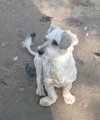 Luca, Bichon Frise - Mix - Rüde