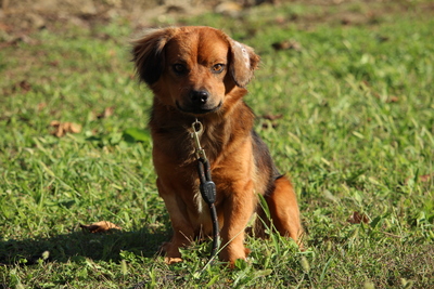 Luca, Mischling - Rüde