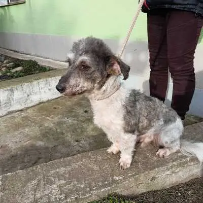 Lucas, Terrier und sonstige - Rüde