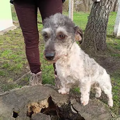 Lucas, Terrier und sonstige - Rüde