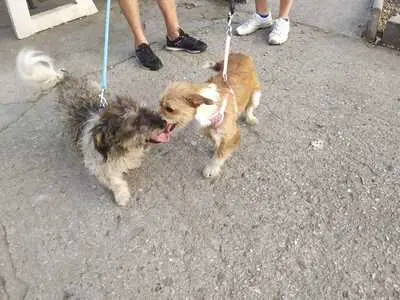 Lucas, Terrier und sonstige - Rüde