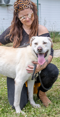 Lucas - ein aktiver Begleiter, Labrador-Mix - Rüde
