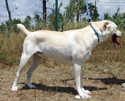 Lucas - ein aktiver Begleiter, Labrador-Mix - Rüde
