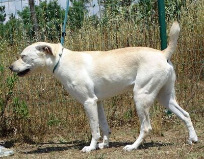 Lucas - ein aktiver Begleiter, Labrador-Mix - Rüde